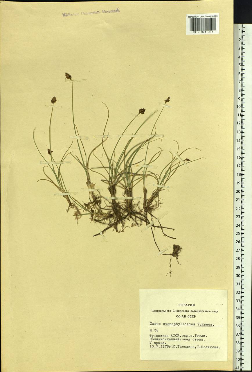 Carex stenophylla subsp. stenophylloides (V.I.Krecz.) T.V.Egorova, Siberia, Altai & Sayany Mountains (S2) (Russia)