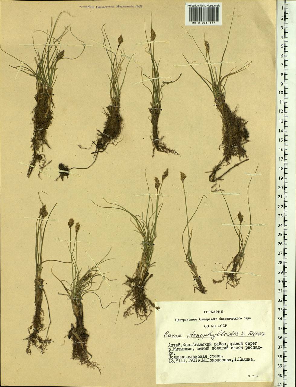 Carex stenophylla subsp. stenophylloides (V.I.Krecz.) T.V.Egorova, Siberia, Altai & Sayany Mountains (S2) (Russia)