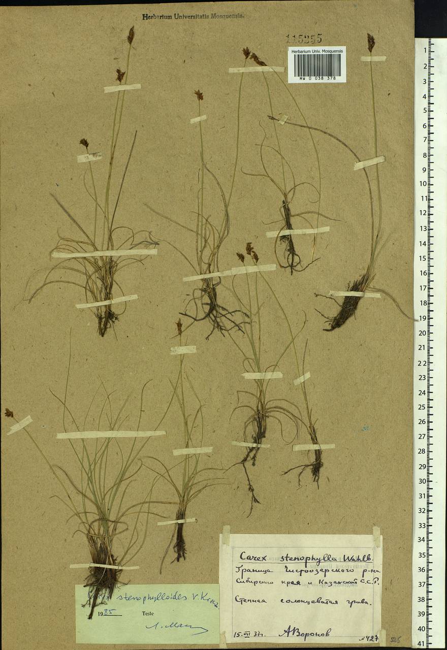 Carex stenophylla subsp. stenophylloides (V.I.Krecz.) T.V.Egorova, Siberia, Altai & Sayany Mountains (S2) (Russia)