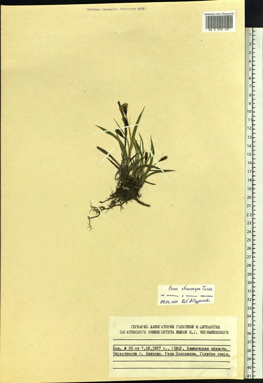 Carex stenocarpa Turcz. ex V.I.Krecz., Siberia, Chukotka & Kamchatka (S7) (Russia)