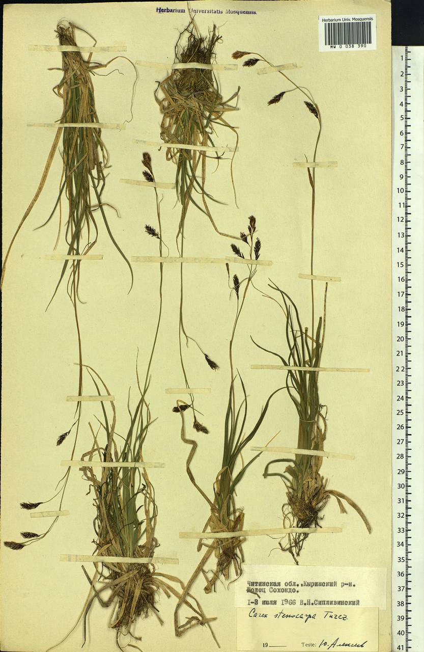 Carex stenocarpa Turcz. ex V.I.Krecz., Siberia, Baikal & Transbaikal region (S4) (Russia)