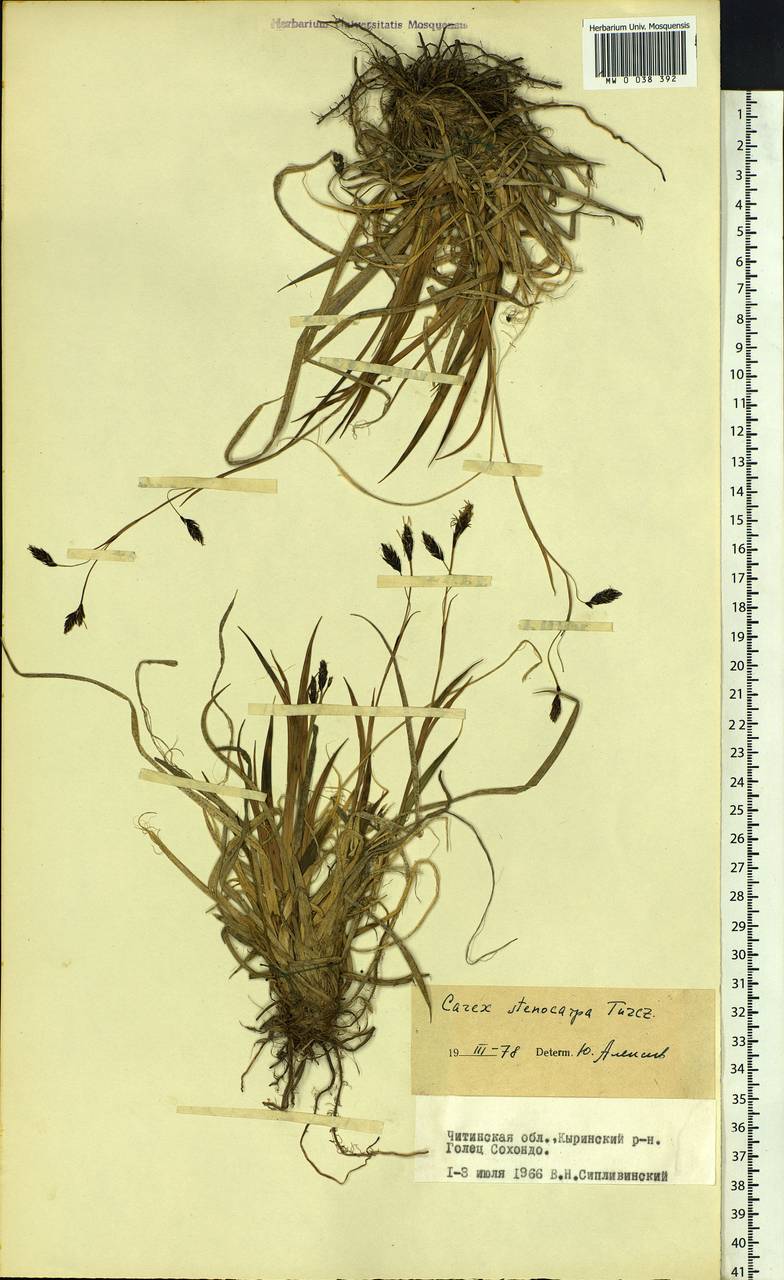 Carex stenocarpa Turcz. ex V.I.Krecz., Siberia, Baikal & Transbaikal region (S4) (Russia)