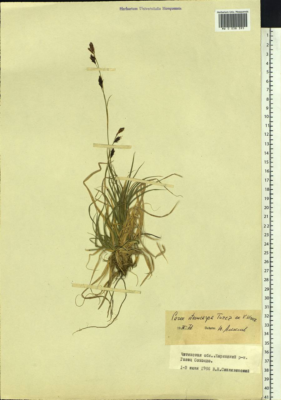 Carex stenocarpa Turcz. ex V.I.Krecz., Siberia, Baikal & Transbaikal region (S4) (Russia)