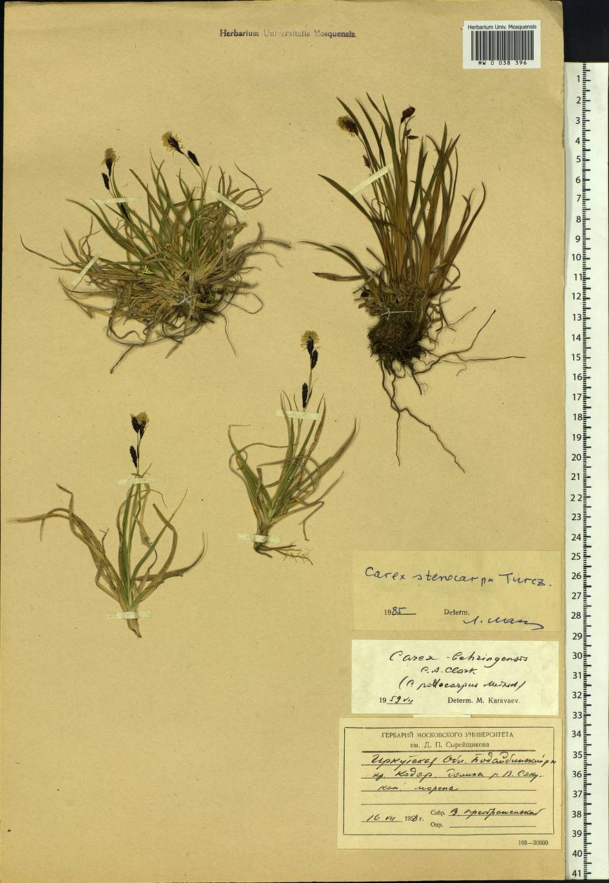 Carex stenocarpa Turcz. ex V.I.Krecz., Siberia, Baikal & Transbaikal region (S4) (Russia)