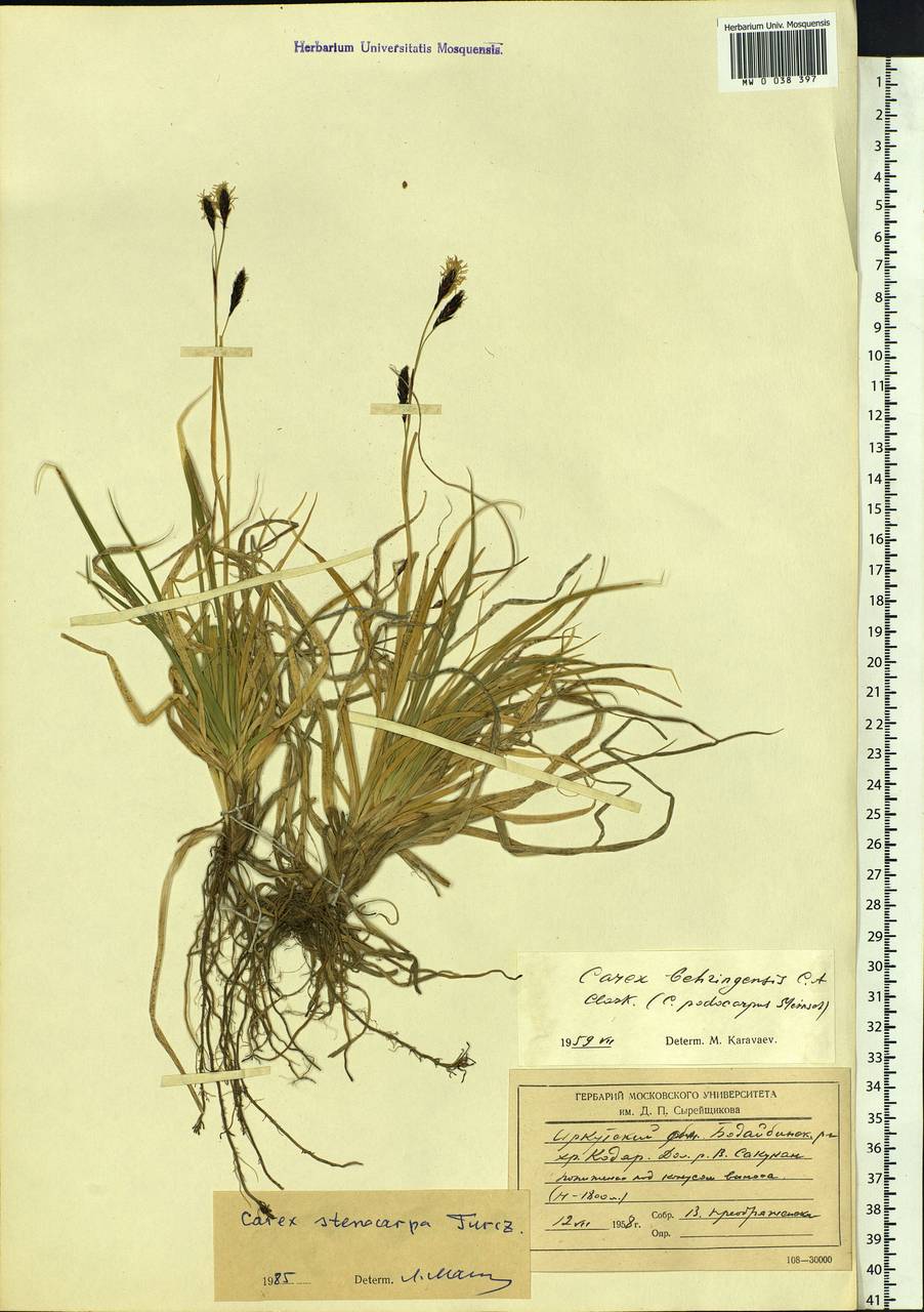 Carex stenocarpa Turcz. ex V.I.Krecz., Siberia, Baikal & Transbaikal region (S4) (Russia)