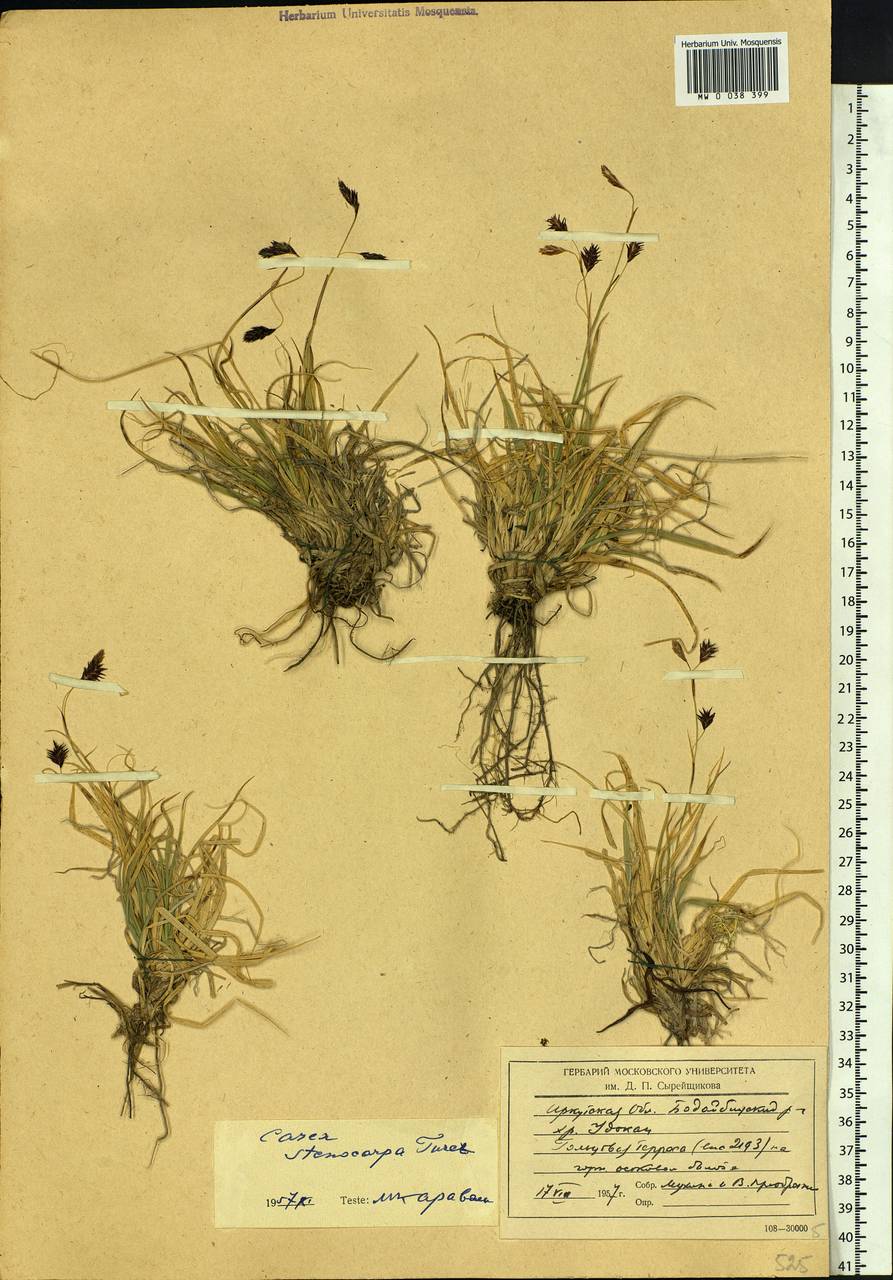 Carex stenocarpa Turcz. ex V.I.Krecz., Siberia, Baikal & Transbaikal region (S4) (Russia)