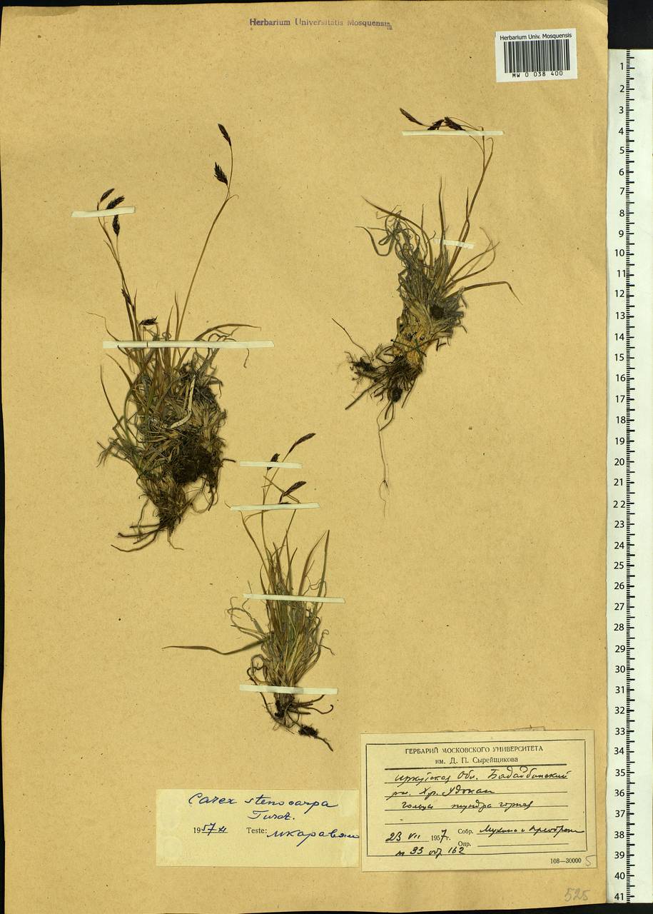 Carex stenocarpa Turcz. ex V.I.Krecz., Siberia, Baikal & Transbaikal region (S4) (Russia)