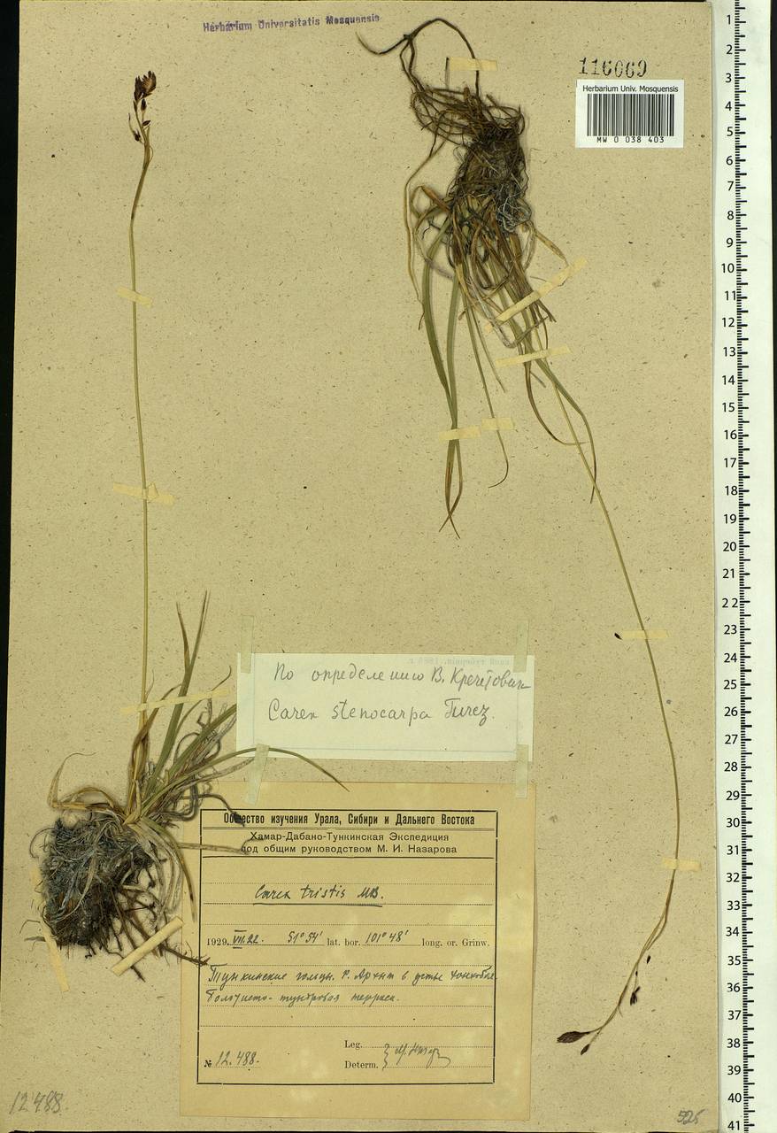 Carex stenocarpa Turcz. ex V.I.Krecz., Siberia, Baikal & Transbaikal region (S4) (Russia)