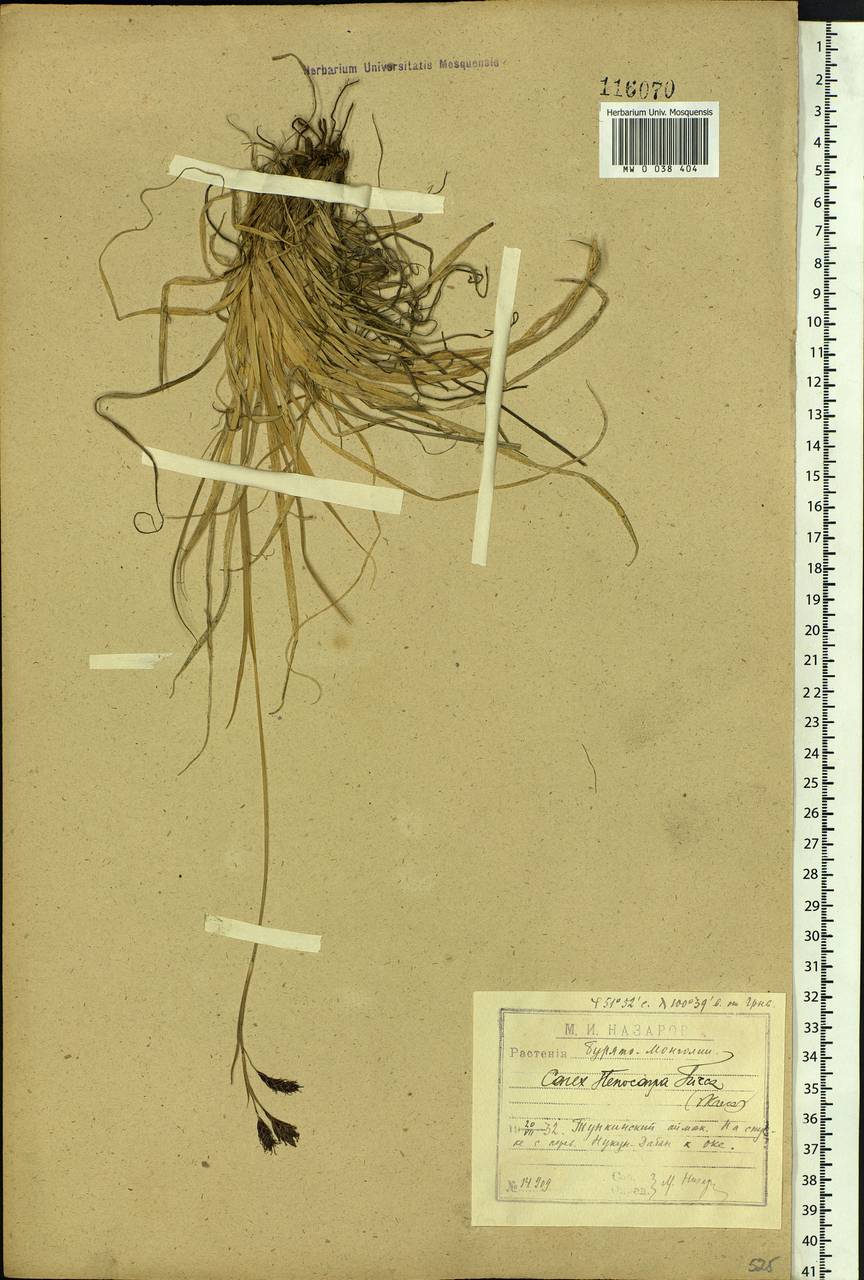 Carex stenocarpa Turcz. ex V.I.Krecz., Siberia, Baikal & Transbaikal region (S4) (Russia)