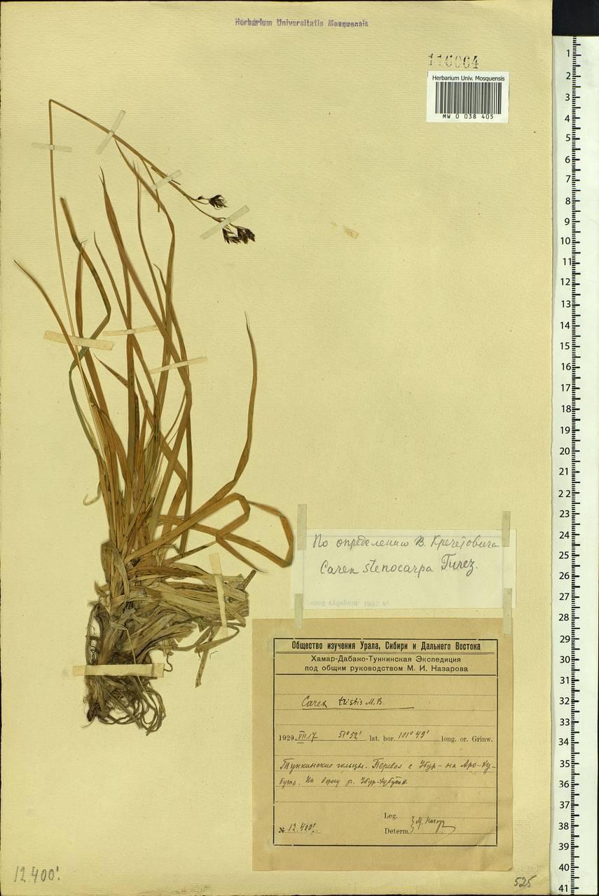 Carex stenocarpa Turcz. ex V.I.Krecz., Siberia, Baikal & Transbaikal region (S4) (Russia)