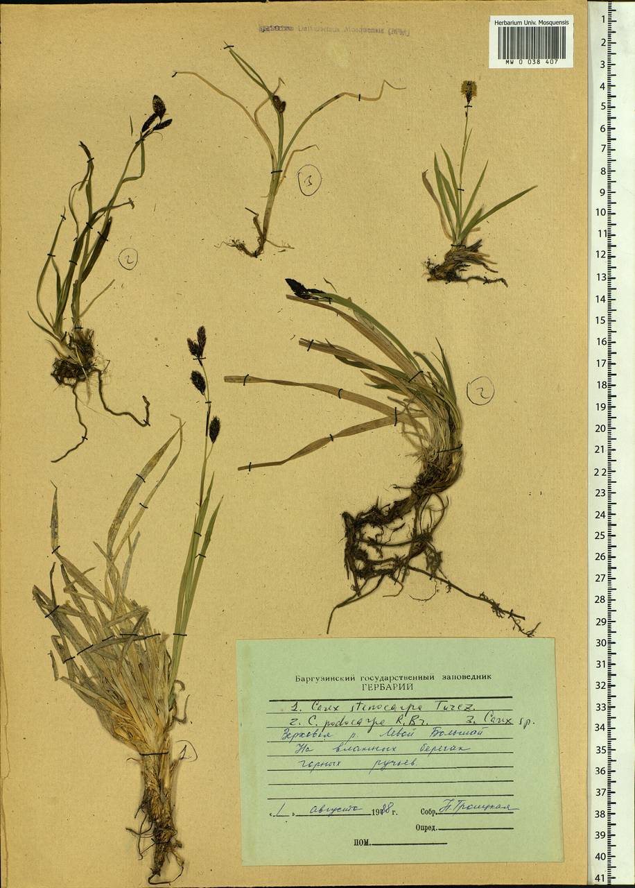 Carex stenocarpa Turcz. ex V.I.Krecz., Siberia, Baikal & Transbaikal region (S4) (Russia)