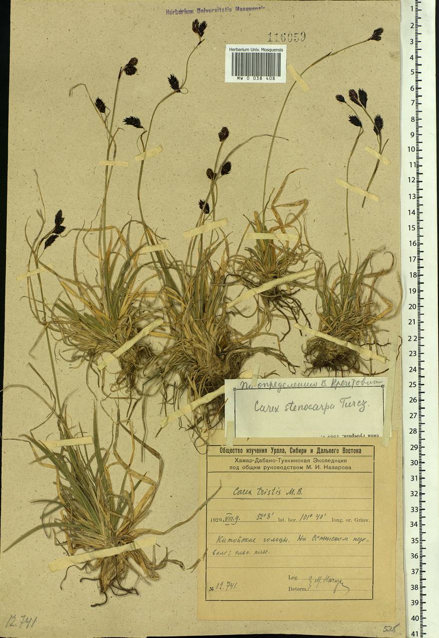 Carex stenocarpa Turcz. ex V.I.Krecz., Siberia, Baikal & Transbaikal region (S4) (Russia)