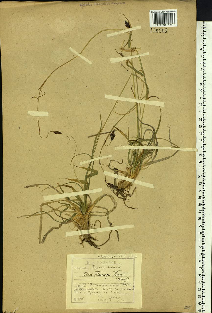 Carex stenocarpa Turcz. ex V.I.Krecz., Siberia, Baikal & Transbaikal region (S4) (Russia)