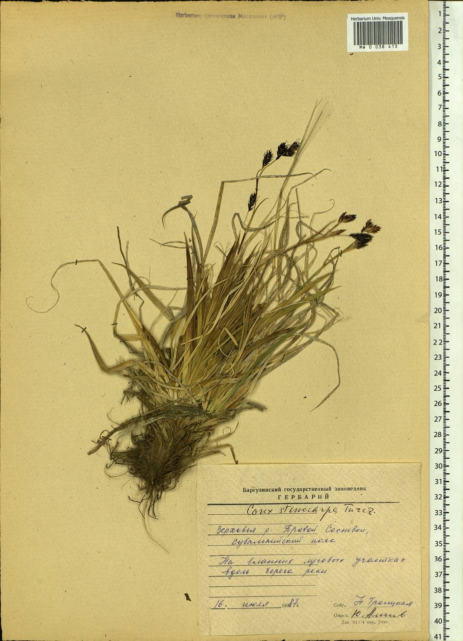 Carex stenocarpa Turcz. ex V.I.Krecz., Siberia, Baikal & Transbaikal region (S4) (Russia)