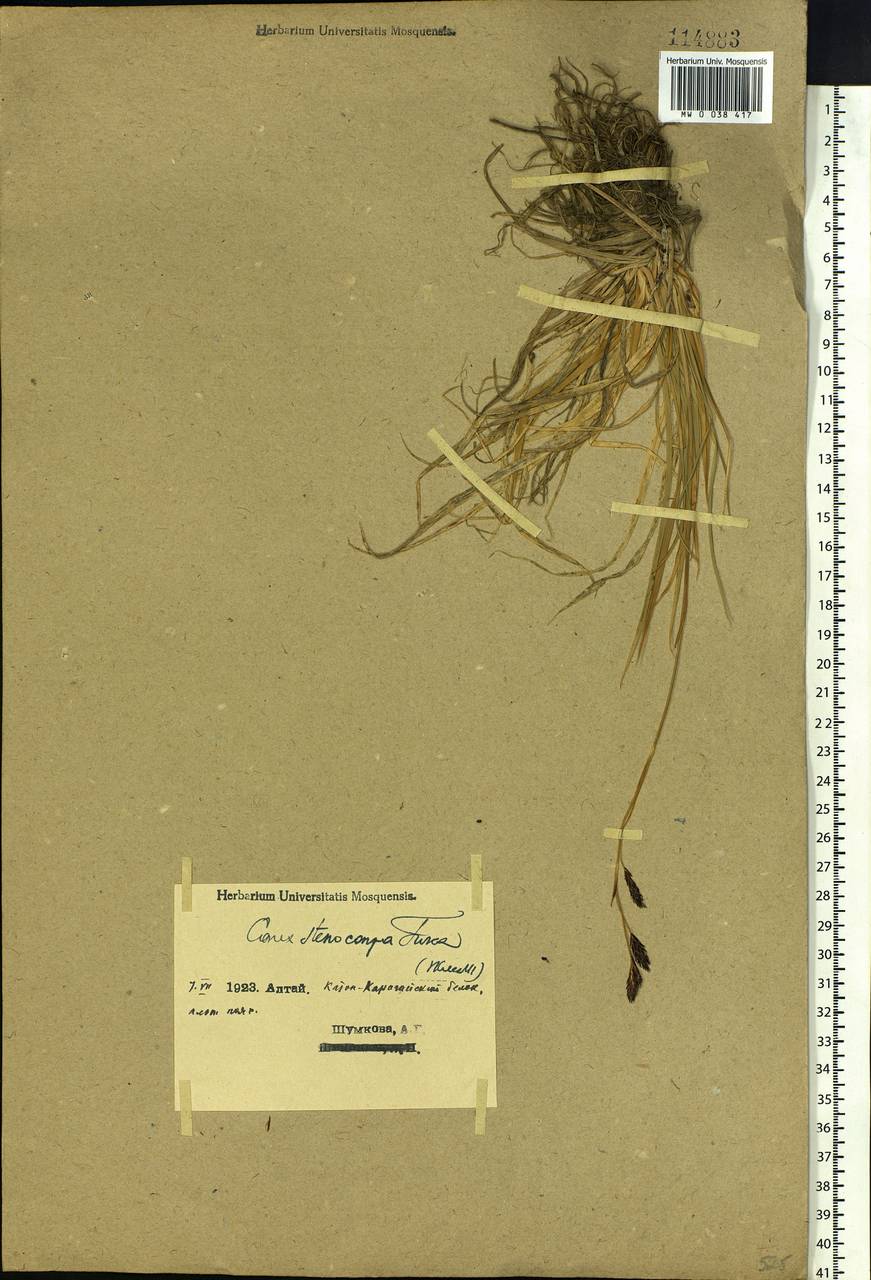 Carex stenocarpa Turcz. ex V.I.Krecz., Siberia, Western (Kazakhstan) Altai Mountains (S2a) (Kazakhstan)