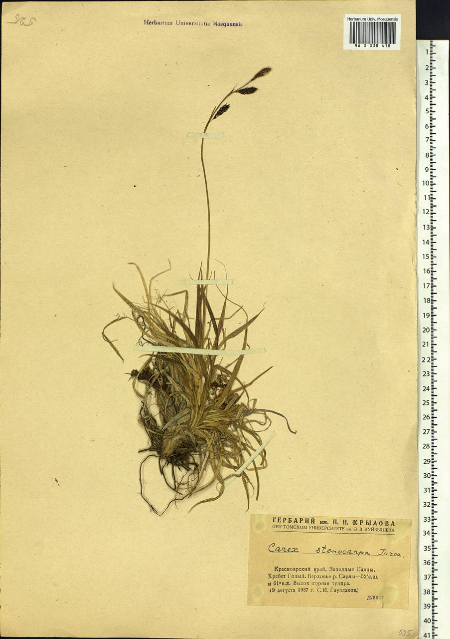 Carex stenocarpa Turcz. ex V.I.Krecz., Siberia, Altai & Sayany Mountains (S2) (Russia)