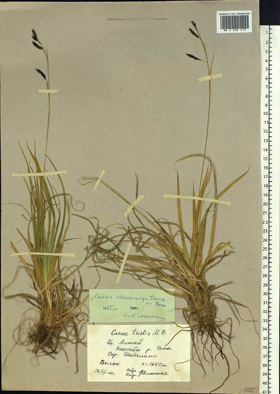 Carex stenocarpa Turcz. ex V.I.Krecz., Siberia, Altai & Sayany Mountains (S2) (Russia)