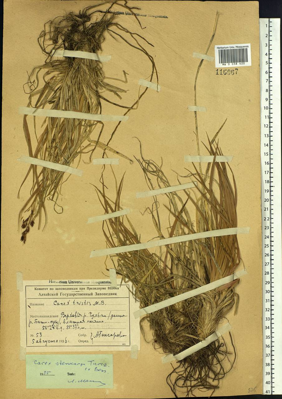 Carex stenocarpa Turcz. ex V.I.Krecz., Siberia, Altai & Sayany Mountains (S2) (Russia)
