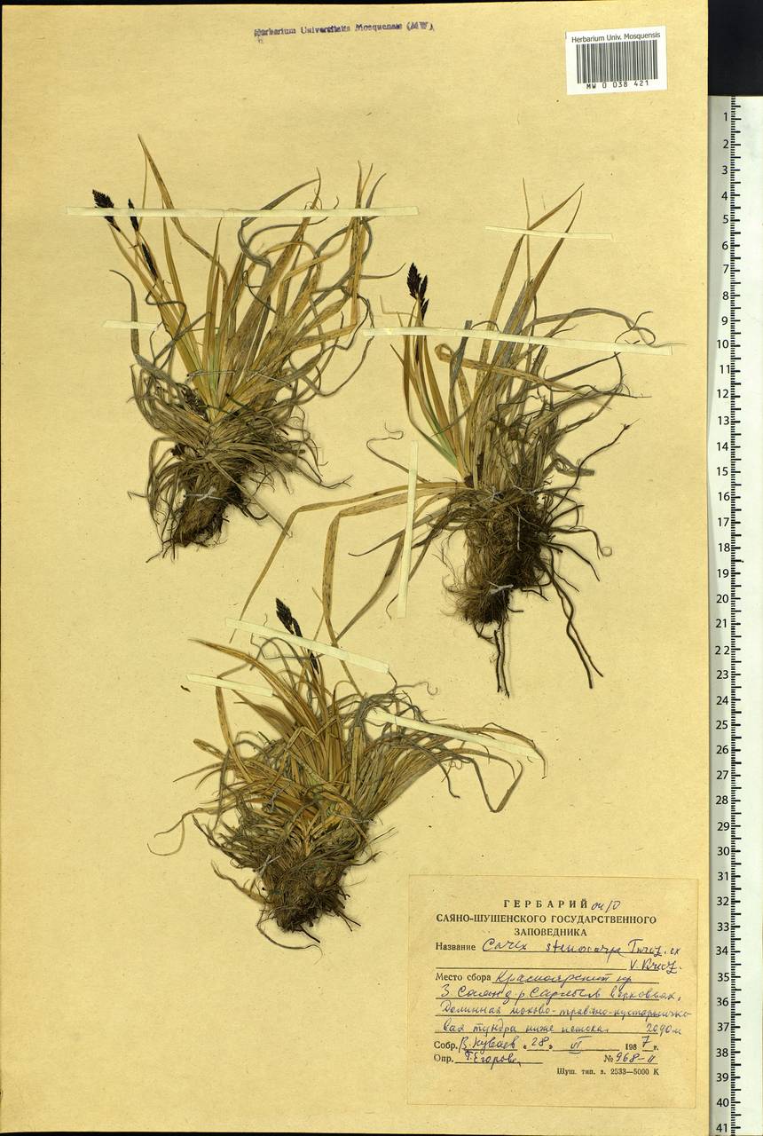 Carex stenocarpa Turcz. ex V.I.Krecz., Siberia, Altai & Sayany Mountains (S2) (Russia)