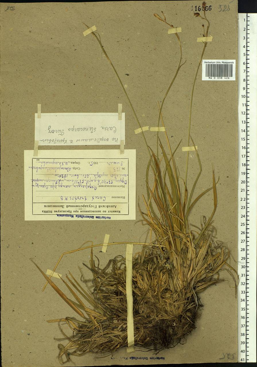 Carex stenocarpa Turcz. ex V.I.Krecz., Siberia, Altai & Sayany Mountains (S2) (Russia)