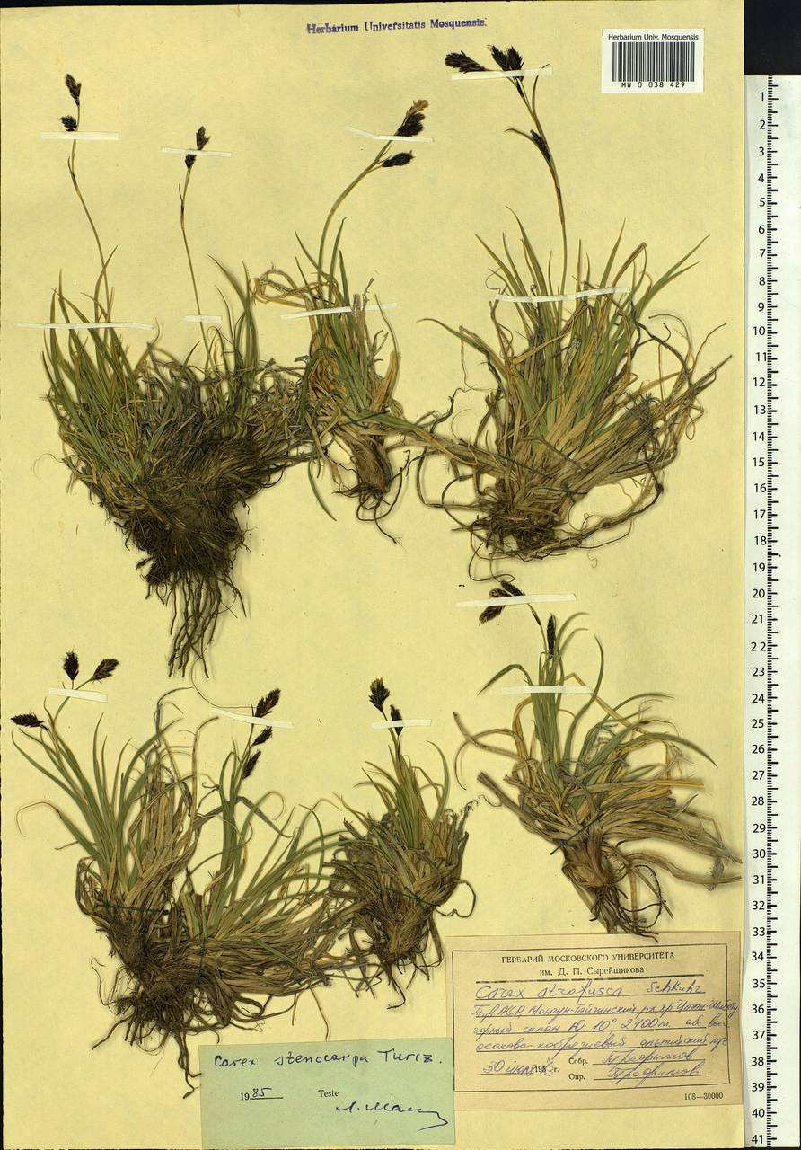 Carex stenocarpa Turcz. ex V.I.Krecz., Siberia, Altai & Sayany Mountains (S2) (Russia)