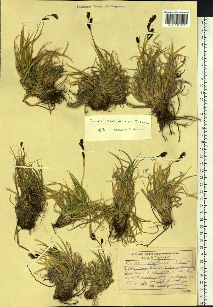 Carex stenocarpa Turcz. ex V.I.Krecz., Siberia, Altai & Sayany Mountains (S2) (Russia)