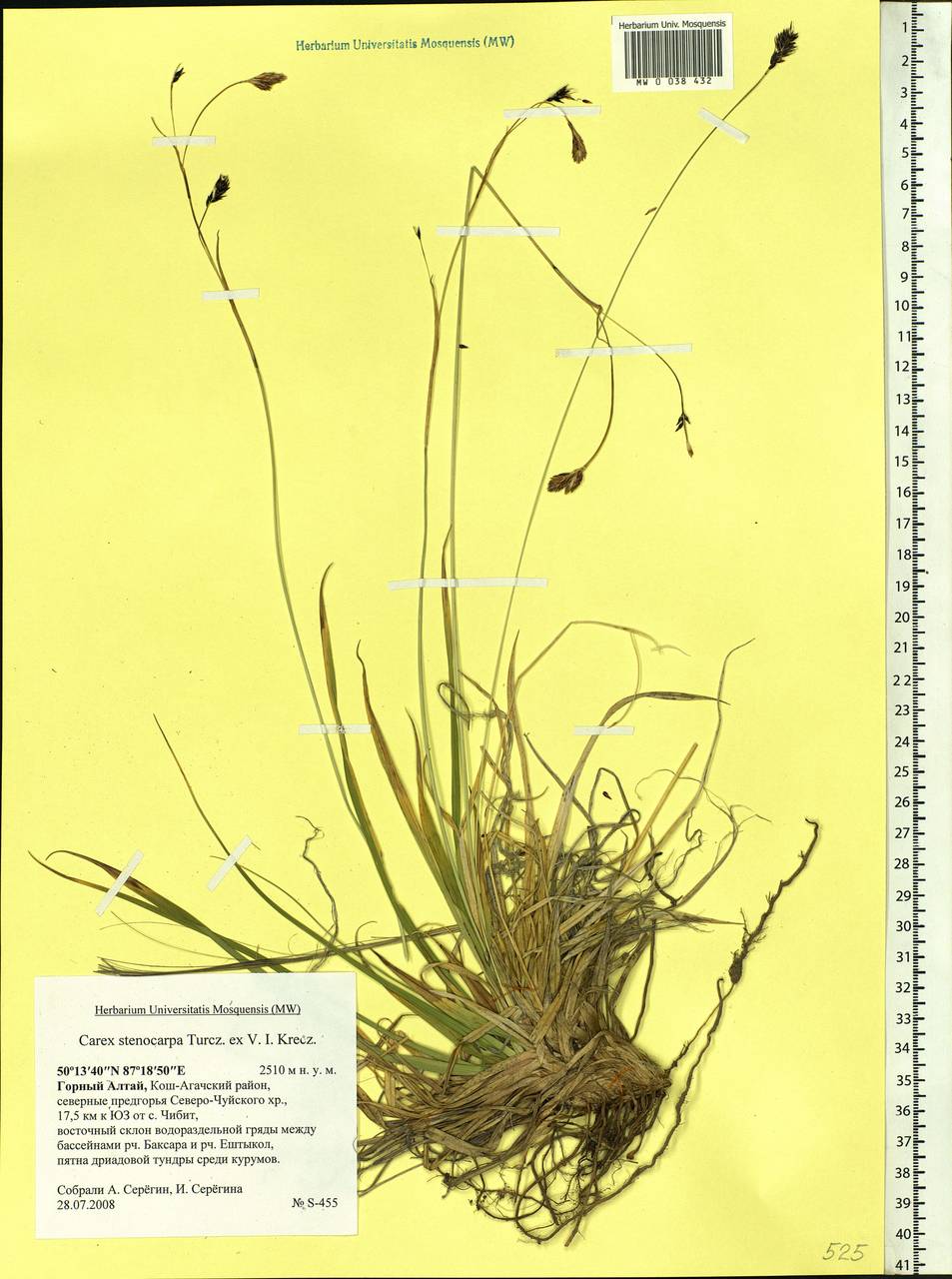 Carex stenocarpa Turcz. ex V.I.Krecz., Siberia, Altai & Sayany Mountains (S2) (Russia)