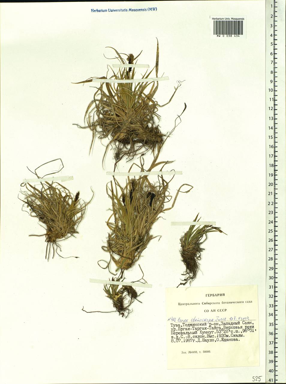 Carex stenocarpa Turcz. ex V.I.Krecz., Siberia, Altai & Sayany Mountains (S2) (Russia)