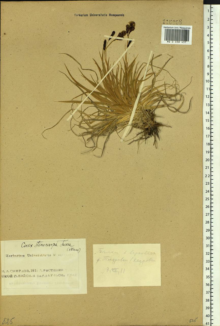 Carex stenocarpa Turcz. ex V.I.Krecz., Siberia, Altai & Sayany Mountains (S2) (Russia)
