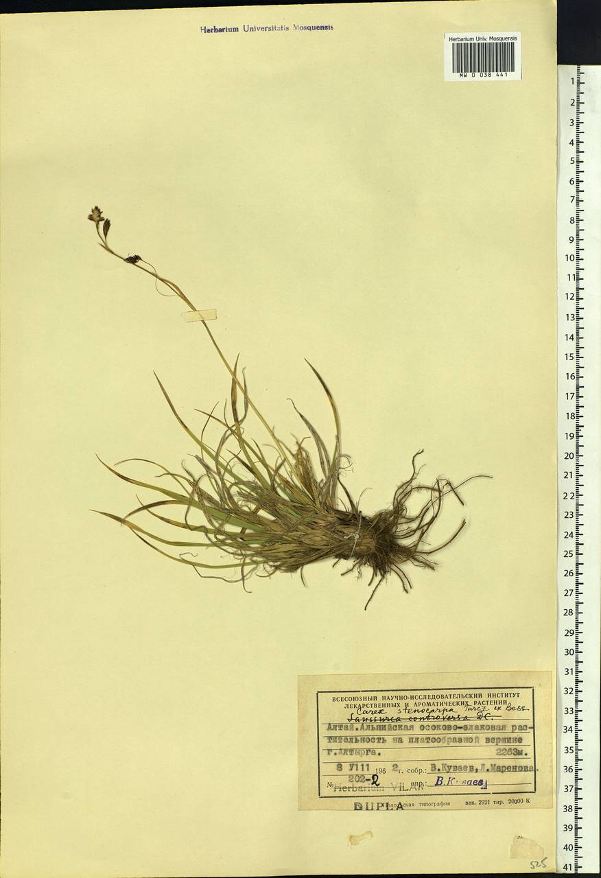 Carex stenocarpa Turcz. ex V.I.Krecz., Siberia, Altai & Sayany Mountains (S2) (Russia)