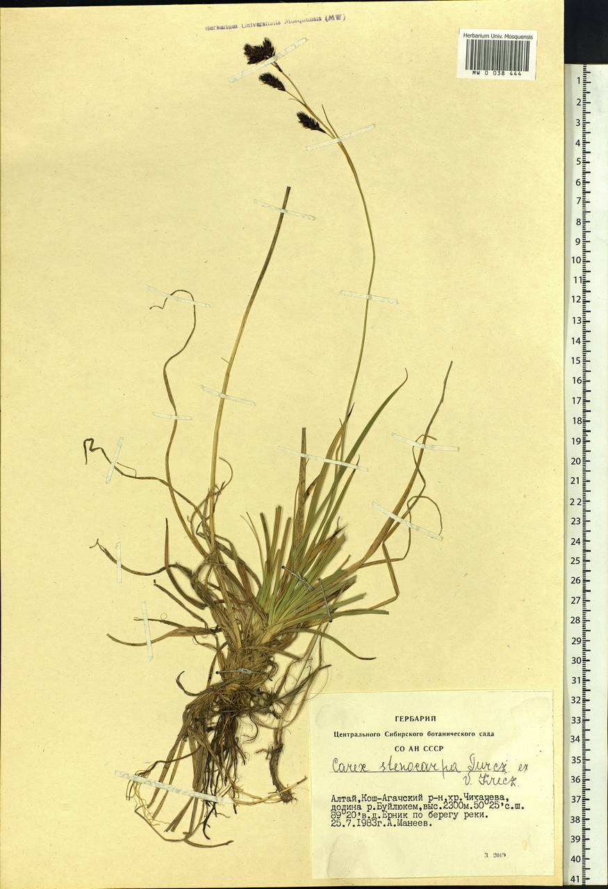 Carex stenocarpa Turcz. ex V.I.Krecz., Siberia, Altai & Sayany Mountains (S2) (Russia)