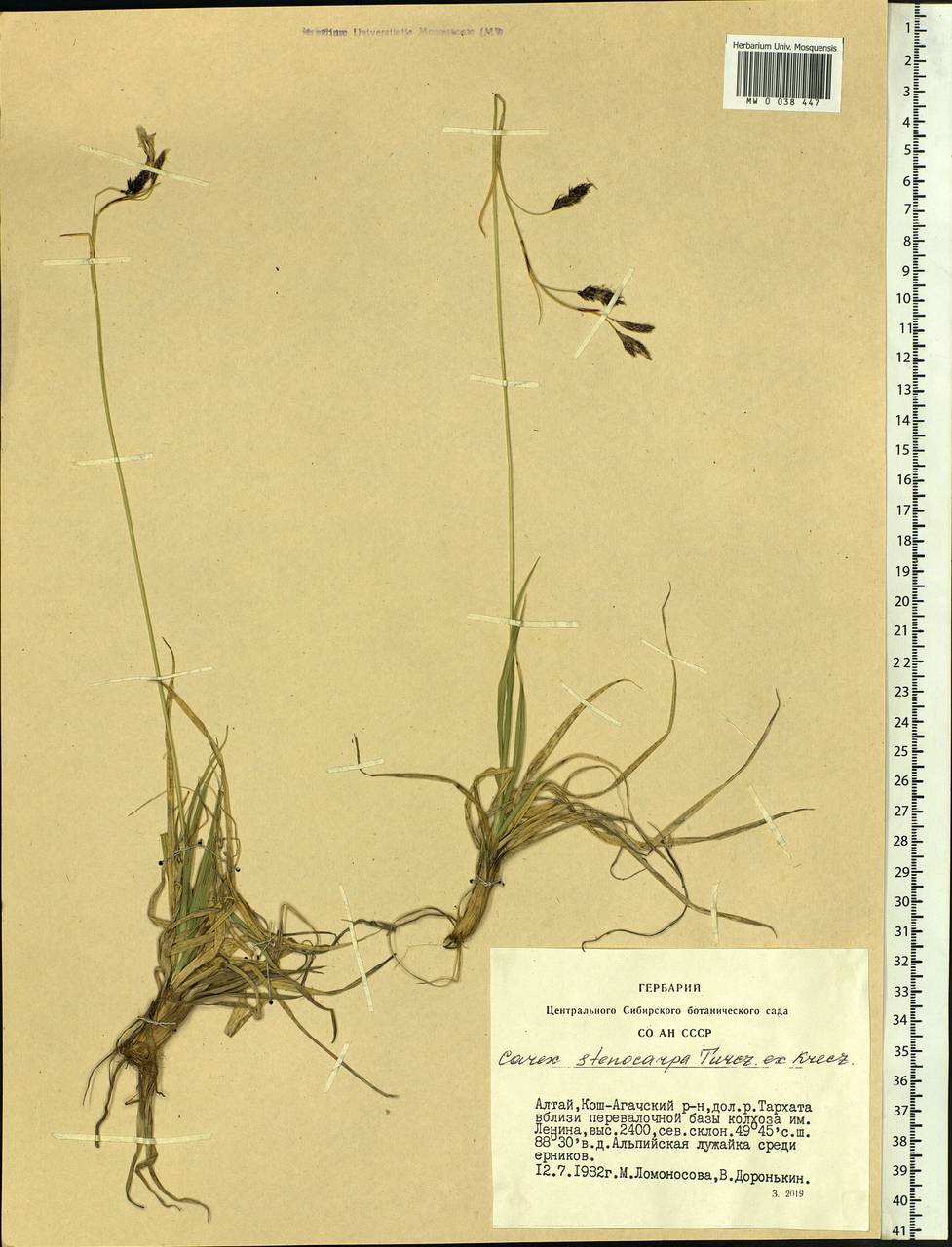 Carex stenocarpa Turcz. ex V.I.Krecz., Siberia, Altai & Sayany Mountains (S2) (Russia)