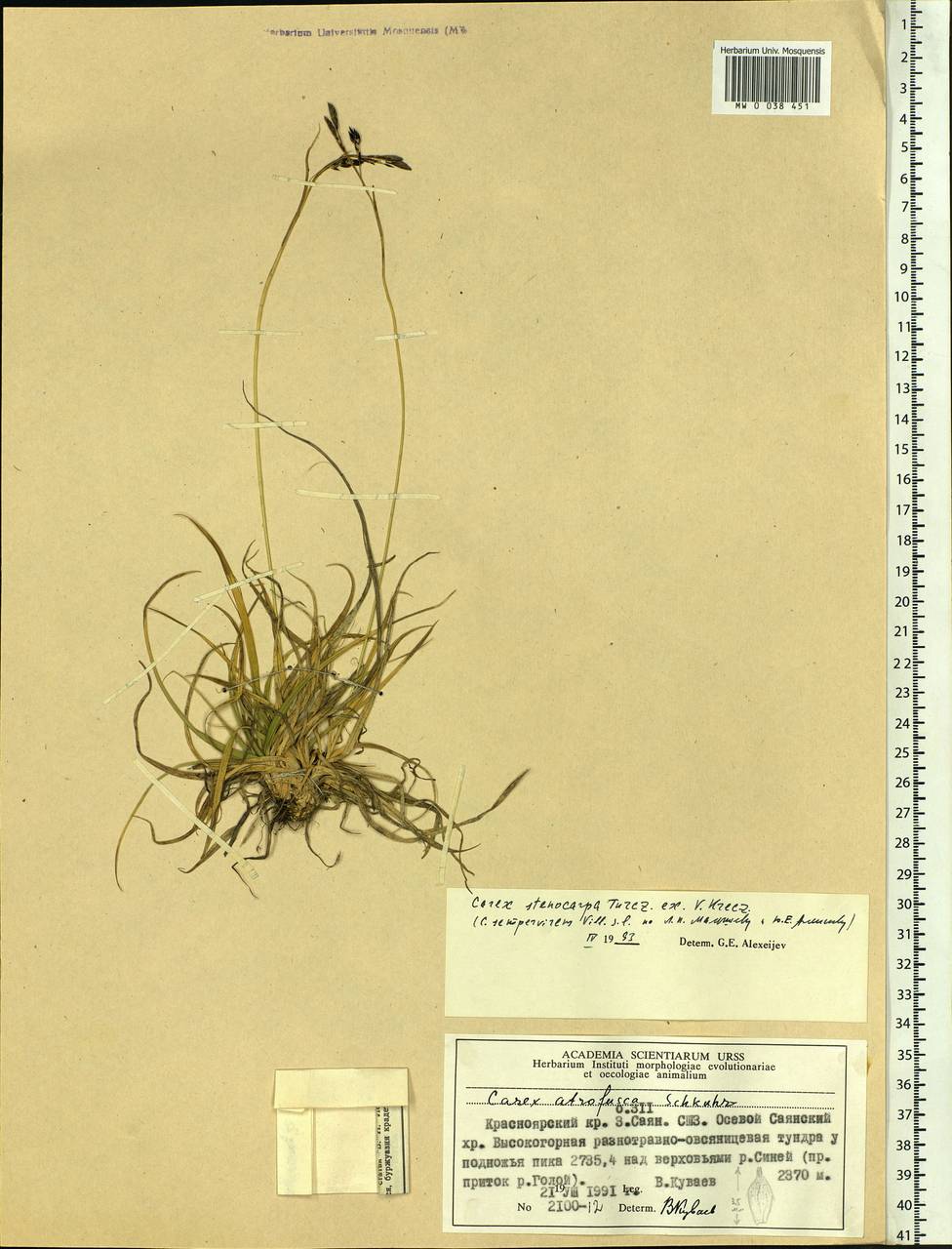 Carex stenocarpa Turcz. ex V.I.Krecz., Siberia, Altai & Sayany Mountains (S2) (Russia)