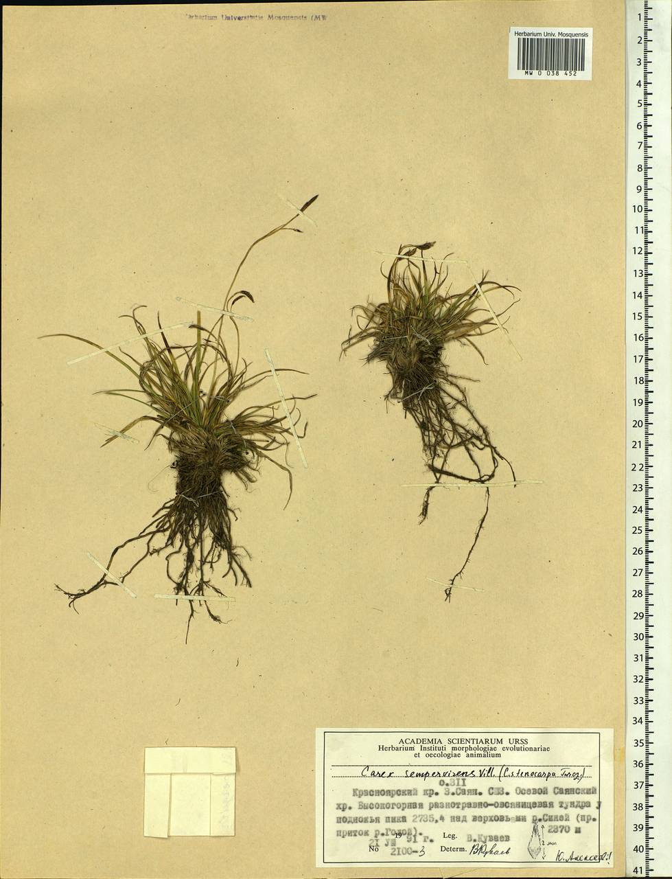 Carex stenocarpa Turcz. ex V.I.Krecz., Siberia, Altai & Sayany Mountains (S2) (Russia)