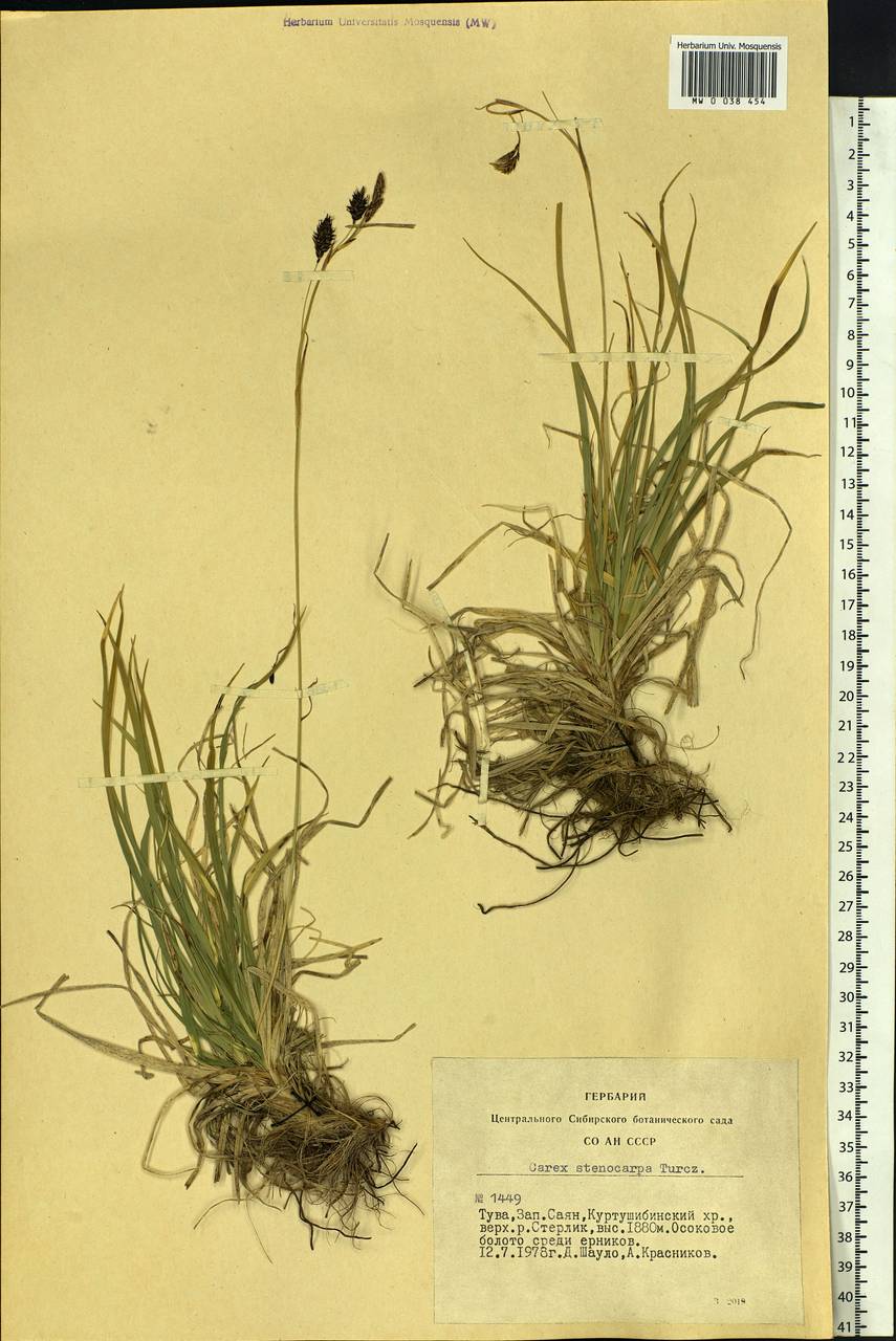 Carex stenocarpa Turcz. ex V.I.Krecz., Siberia, Altai & Sayany Mountains (S2) (Russia)