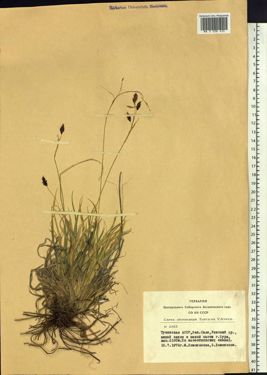 Carex stenocarpa Turcz. ex V.I.Krecz., Siberia, Altai & Sayany Mountains (S2) (Russia)