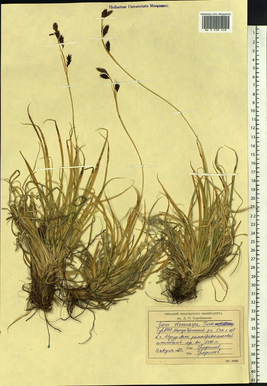 Carex stenocarpa Turcz. ex V.I.Krecz., Siberia, Altai & Sayany Mountains (S2) (Russia)