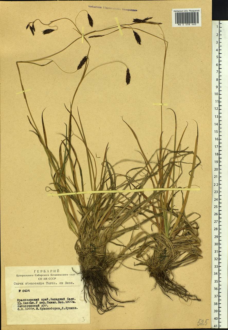 Carex stenocarpa Turcz. ex V.I.Krecz., Siberia, Altai & Sayany Mountains (S2) (Russia)