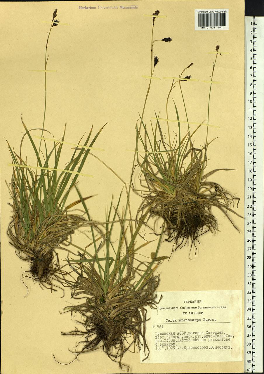 Carex stenocarpa Turcz. ex V.I.Krecz., Siberia, Altai & Sayany Mountains (S2) (Russia)