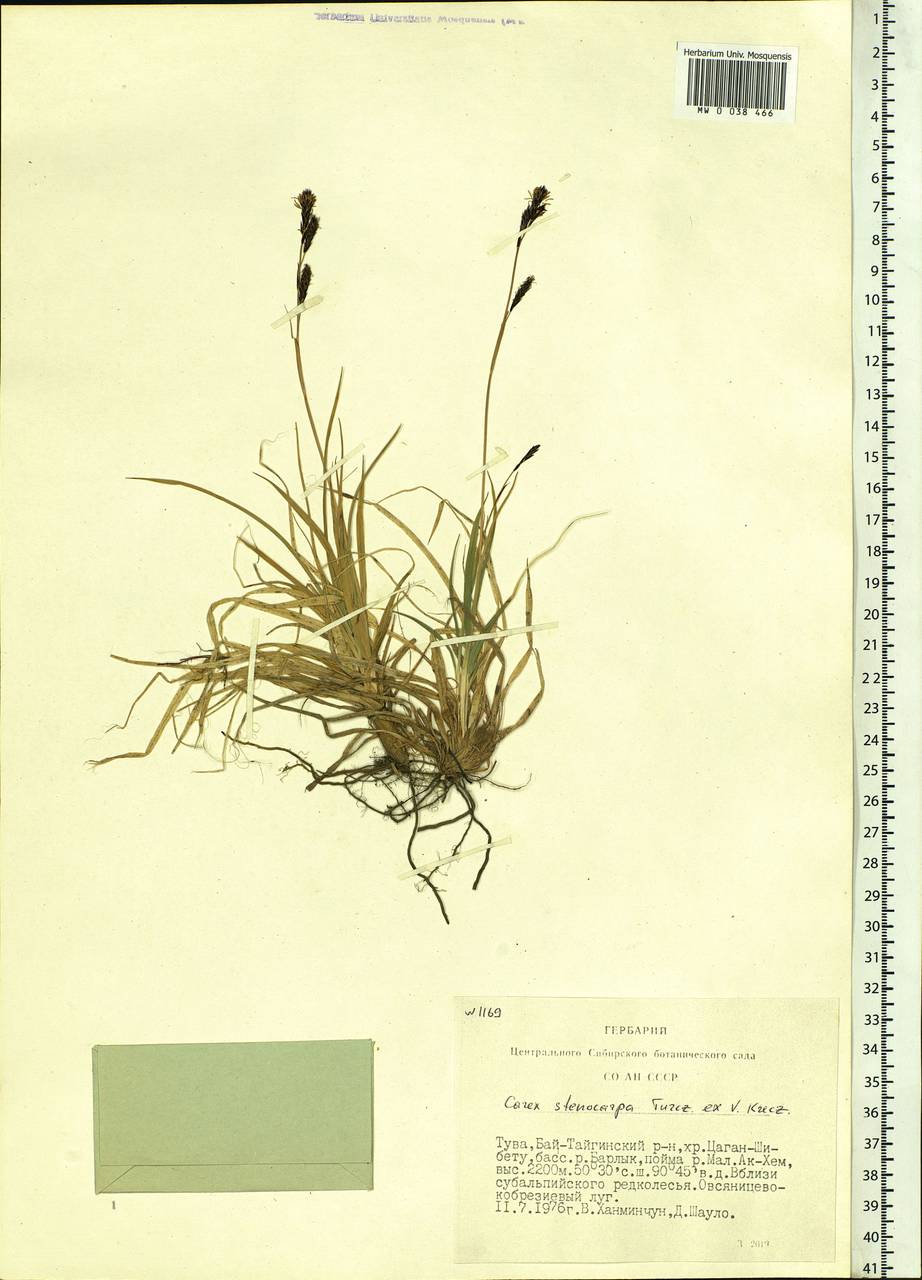 Carex stenocarpa Turcz. ex V.I.Krecz., Siberia, Altai & Sayany Mountains (S2) (Russia)