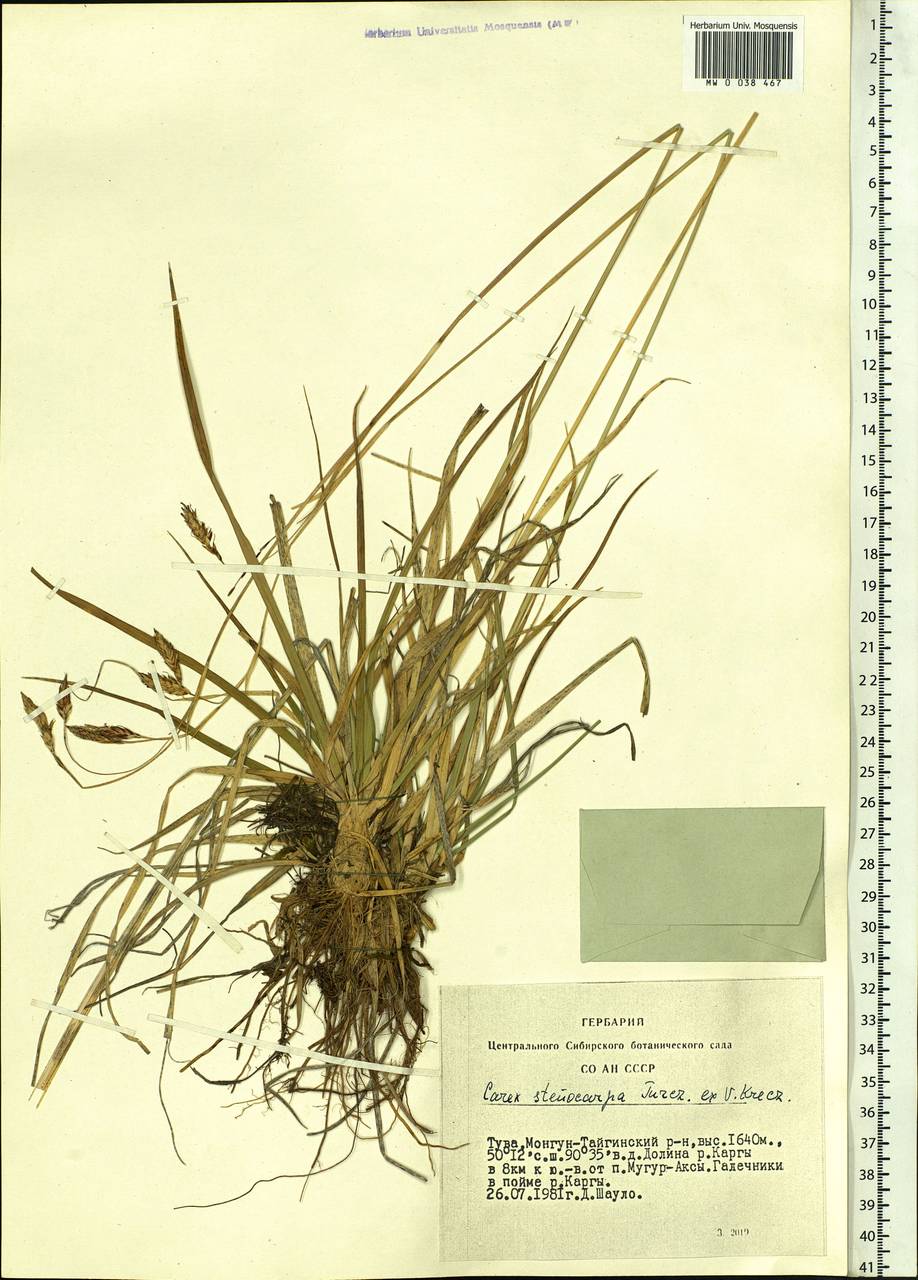 Carex stenocarpa Turcz. ex V.I.Krecz., Siberia, Altai & Sayany Mountains (S2) (Russia)