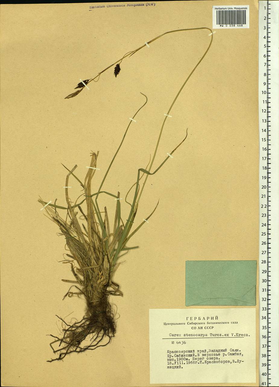 Carex stenocarpa Turcz. ex V.I.Krecz., Siberia, Altai & Sayany Mountains (S2) (Russia)