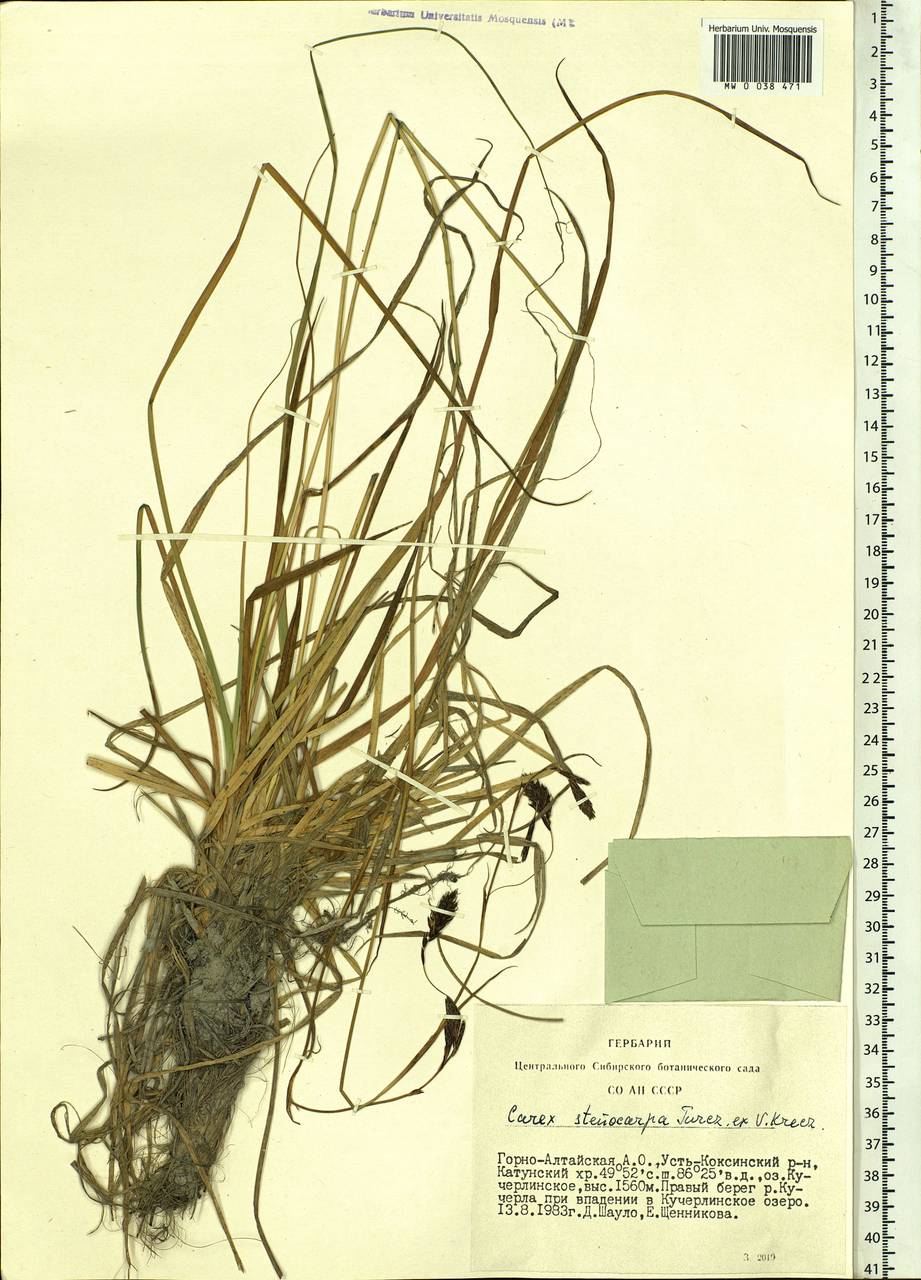 Carex stenocarpa Turcz. ex V.I.Krecz., Siberia, Altai & Sayany Mountains (S2) (Russia)