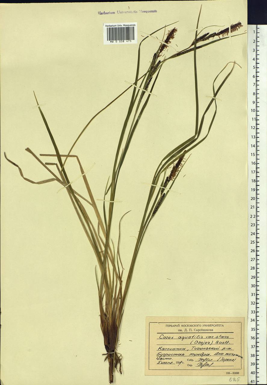 Carex aquatilis var. minor Boott, Siberia, Chukotka & Kamchatka (S7) (Russia)