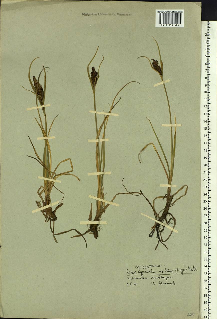 Carex aquatilis var. minor Boott, Siberia, Chukotka & Kamchatka (S7) (Russia)