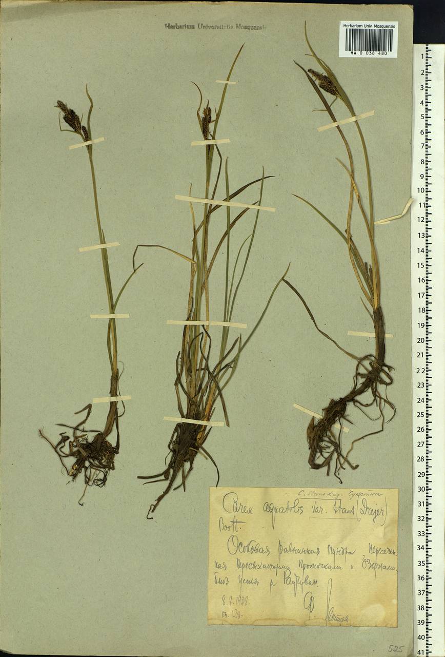 Carex aquatilis var. minor Boott, Siberia, Chukotka & Kamchatka (S7) (Russia)