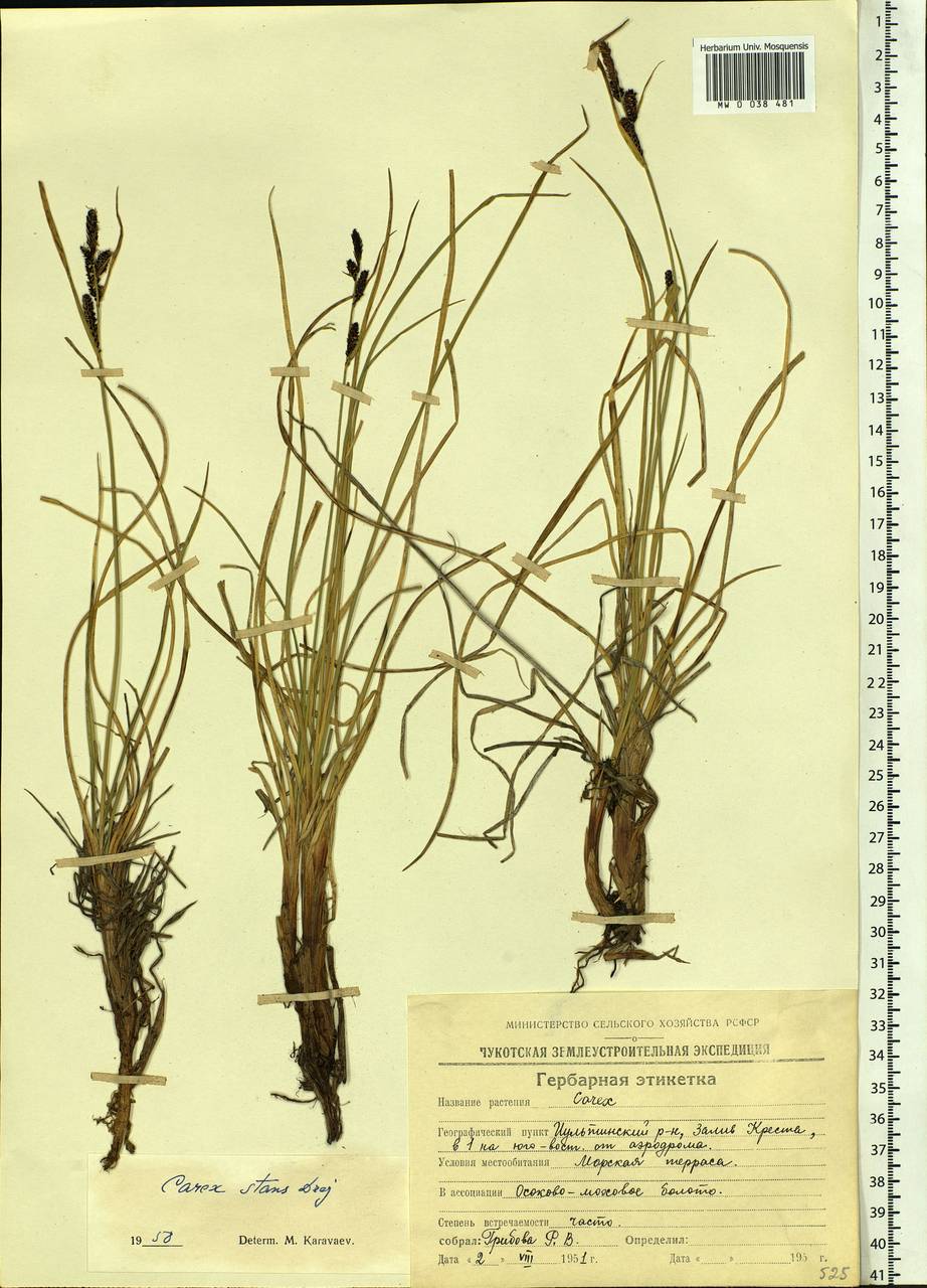 Carex aquatilis var. minor Boott, Siberia, Chukotka & Kamchatka (S7) (Russia)