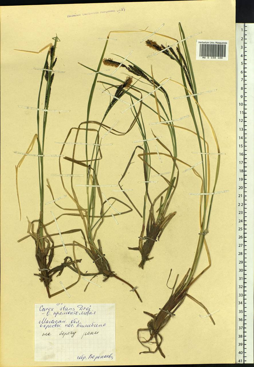 Carex aquatilis var. minor Boott, Siberia, Chukotka & Kamchatka (S7) (Russia)