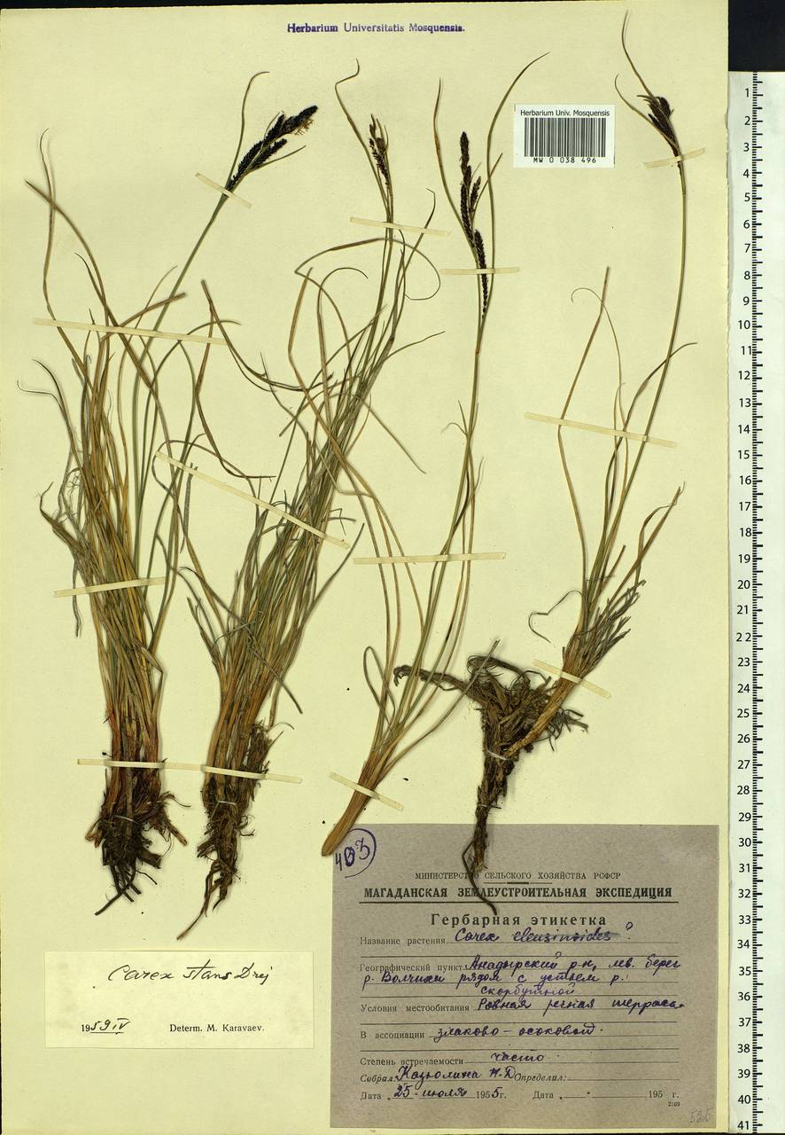 Carex aquatilis var. minor Boott, Siberia, Chukotka & Kamchatka (S7) (Russia)