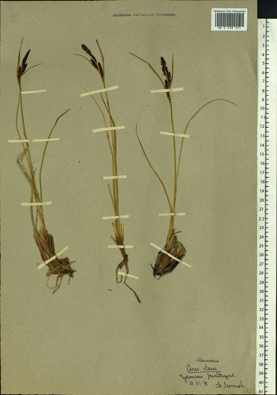 Carex aquatilis var. minor Boott, Siberia, Chukotka & Kamchatka (S7) (Russia)